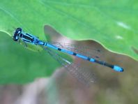 Hufeisen-Azurjungfer, Coenagrion puella