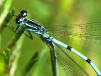 Hufeisen-Azurjungfer, Coenagrion puella