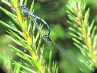 Hufeisen-Azurjungfer, Coenagrion puella