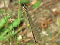 Hufeisen-Azurjungfer, Coenagrion puella