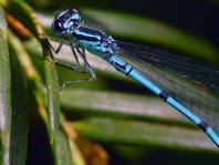 Hufeisen-Azurjungfer, Coenagrion puella
