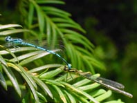 Hufeisen-Azurjungfer, Coenagrion puella