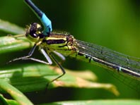 Hufeisen-Azurjungfer, Coenagrion puella