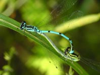 Hufeisen-Azurjungfer, Coenagrion puella