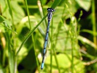 Hufeisen-Azurjungfer, Coenagrion puella