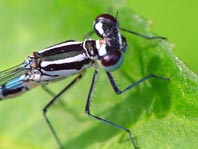 Hufeisen-Azurjungfer, Coenagrion puella