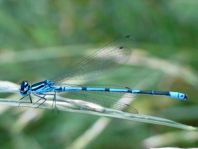 Hufeisen-Azurjungfer, Coenagrion puella
