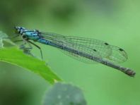 Hufeisen-Azurjungfer, Coenagrion puella