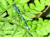 Hufeisen-Azurjungfer, Coenagrion puella