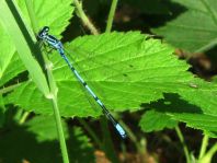 Hufeisen-Azurjungfer, Coenagrion puella