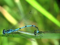Hufeisen-Azurjungfer, Coenagrion puella