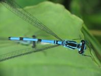 Hufeisen-Azurjungfer, Coenagrion puella