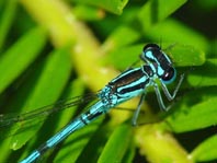 Hufeisen-Azurjungfer, Coenagrion puella