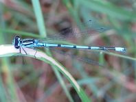 Hufeisen-Azurjungfer, Coenagrion puella
