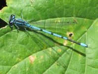 Hufeisen-Azurjungfer, Coenagrion puella