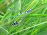 Hufeisen-Azurjungfer, Coenagrion puella