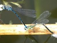 Hufeisen-Azurjungfer, Coenagrion puella