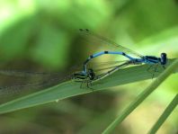 Hufeisen-Azurjungfer, Coenagrion puella