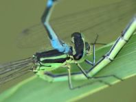 Hufeisen-Azurjungfer, Coenagrion puella