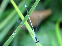 Hufeisen-Azurjungfer, Coenagrion puella