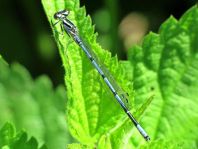 Hufeisen-Azurjungfer, Coenagrion puella