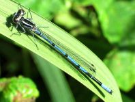 Hufeisen-Azurjungfer, Coenagrion puella