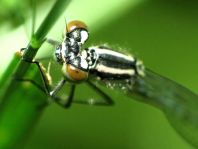 Hufeisen-Azurjungfer, Coenagrion puella