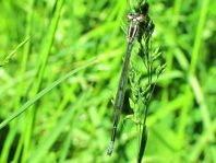 Hufeisen-Azurjungfer, Coenagrion puella
