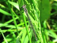 Hufeisen-Azurjungfer, Coenagrion puella