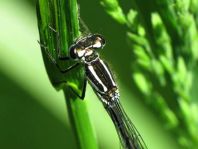 Hufeisen-Azurjungfer, Coenagrion puella