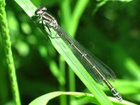 Hufeisen-Azurjungfer, Coenagrion puella