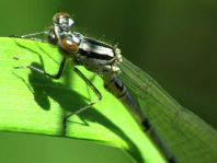 Hufeisen-Azurjungfer, Coenagrion puella