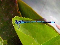 Hufeisen-Azurjungfer, Coenagrion puella