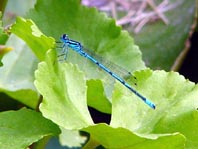 Hufeisen-Azurjungfer, Coenagrion puella