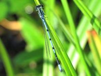 Hufeisen-Azurjungfer, Coenagrion puella