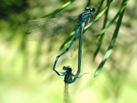 Hufeisen-Azurjungfer, Coenagrion puella