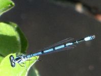 Hufeisen-Azurjungfer, Coenagrion puella
