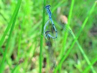 Hufeisen-Azurjungfer, Coenagrion puella