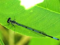 Hufeisen-Azurjungfer, Coenagrion puella
