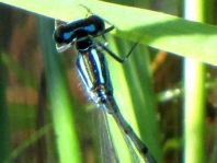 Hufeisen-Azurjungfer, Coenagrion puella