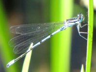 Hufeisen-Azurjungfer, Coenagrion puella