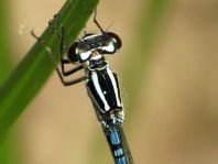 Hufeisen-Azurjungfer, Coenagrion puella