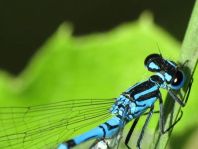 Hufeisen-Azurjungfer, Coenagrion puella