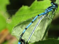 Hufeisen-Azurjungfer, Coenagrion puella
