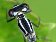 Hufeisen-Azurjungfer, Coenagrion puella