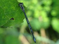 Hufeisen-Azurjungfer, Coenagrion puella
