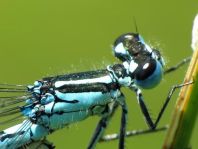 Hufeisen-Azurjungfer, Coenagrion puella