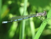 Hufeisen-Azurjungfer, Coenagrion puella