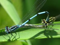 Hufeisen-Azurjungfer, Coenagrion puella