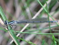 Hufeisen-Azurjungfer, Coenagrion puella